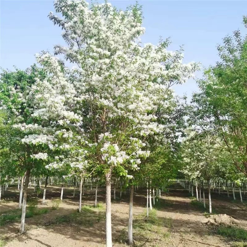 流苏大树苗四月雪流苏花树苗庭院地栽四月雪油根子别墅庭院绿化