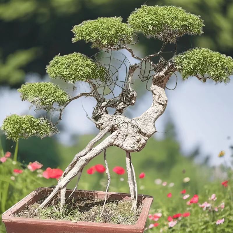 北太行山小叶雪花崖荆，黄荆大飘，黄荆盆景，栽培美观雅致景观