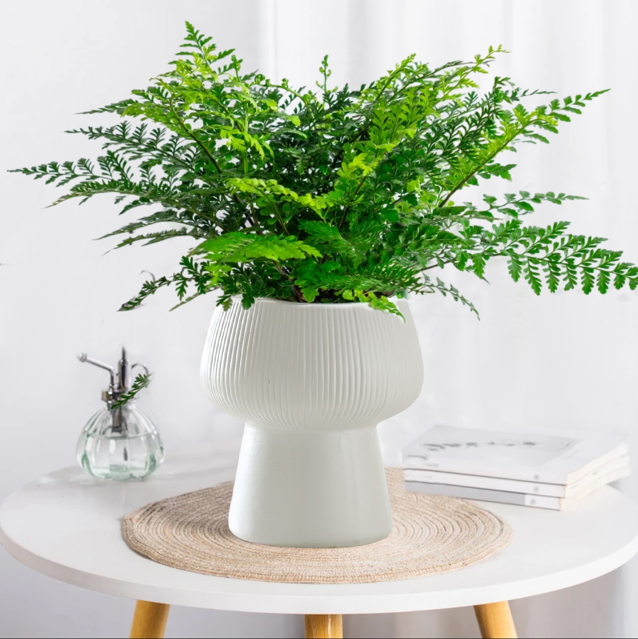 吉姆蕨耐阴吸水盆栽四季常青水培绿植室内办公室绿植盆栽室内