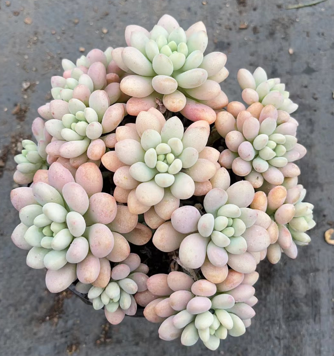 鱼子酱 花开花卉【满9.9包邮】 多肉植物 易养活 栽种养护 裸根发货