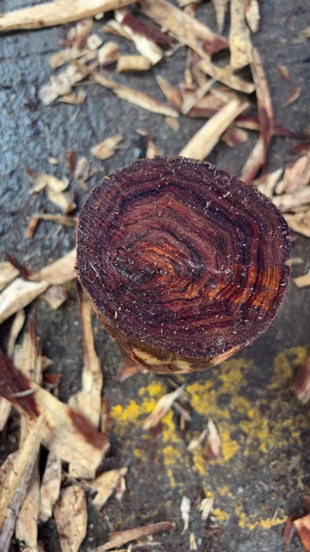 紫油梨老料工艺品摆件