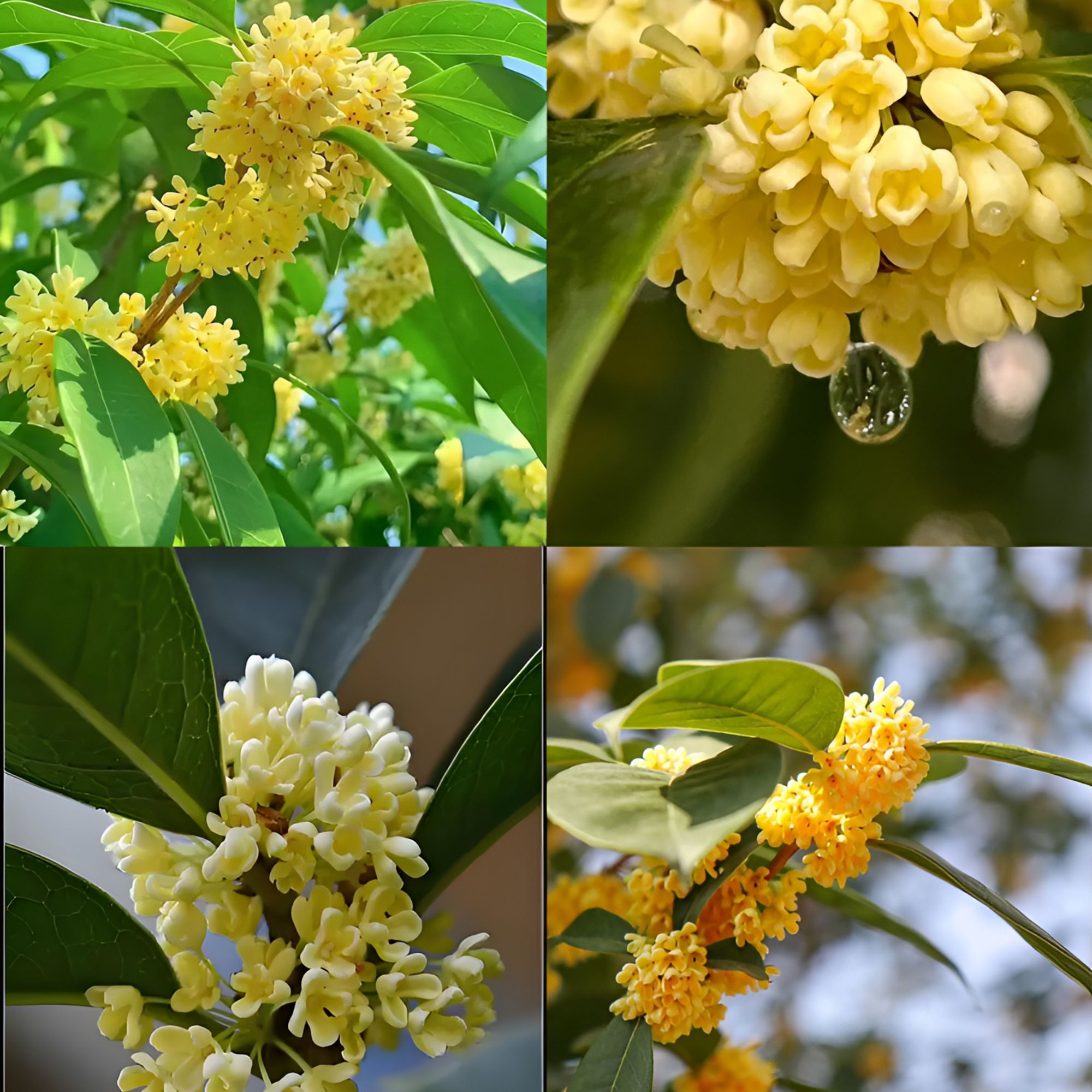 桂花树 一物一拍 庭院别墅植物