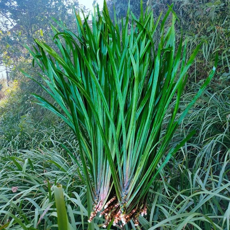 贵州五香菜新鲜山赖鸡香草火锅卤肉现捞香料黔东南三奈满十斤包邮