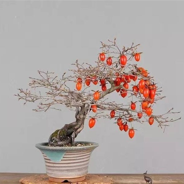 老鸦柿（盆景素材）
