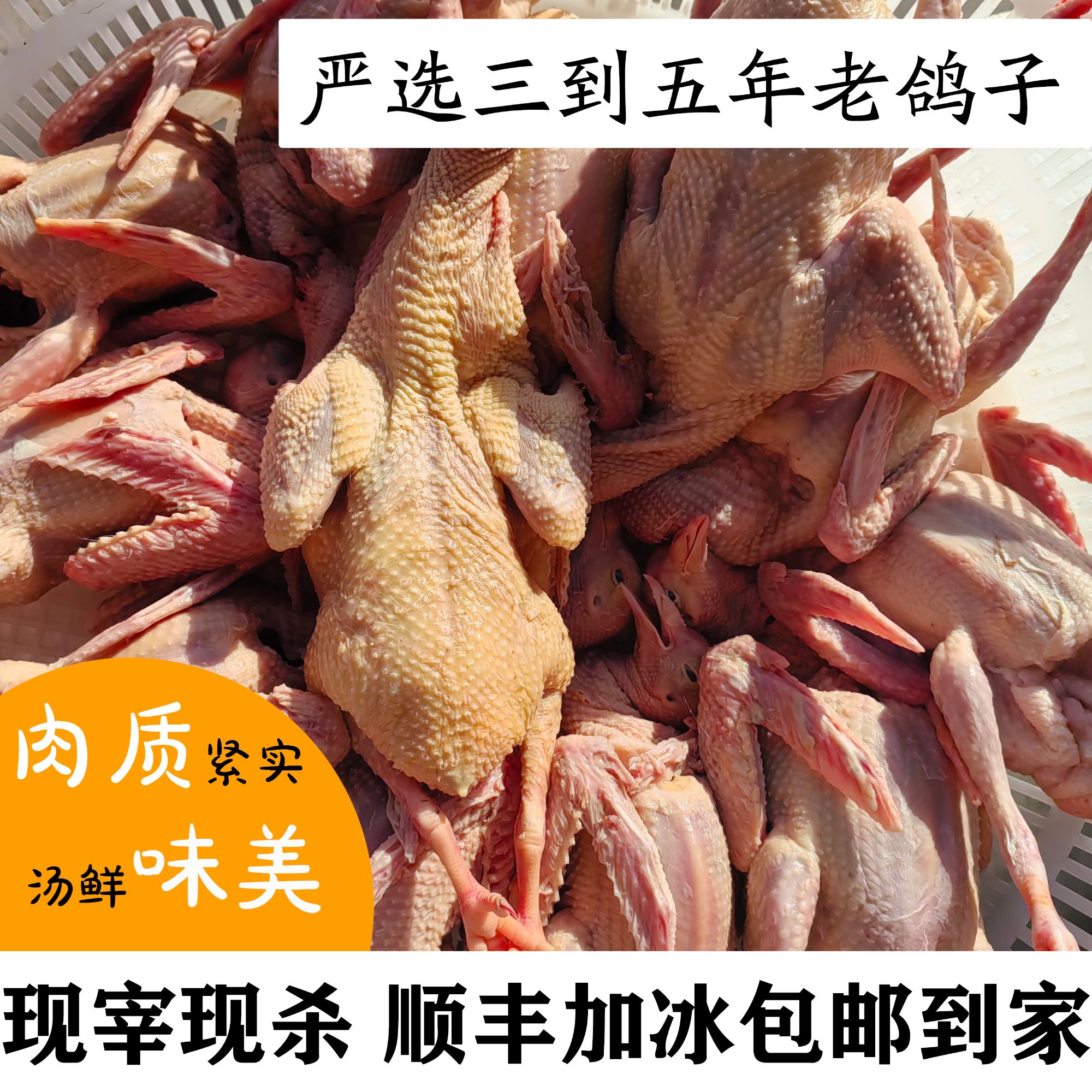 【煲汤优选】新鲜老鸽子 三年以上现宰现杀新鲜营养食用当天发