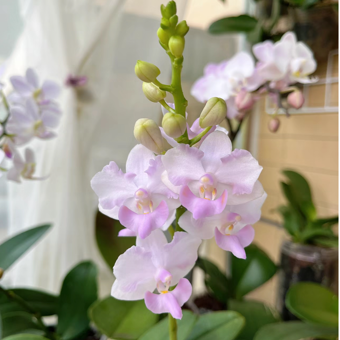 【粉猫】3.0寸室内花卉蝴蝶兰
