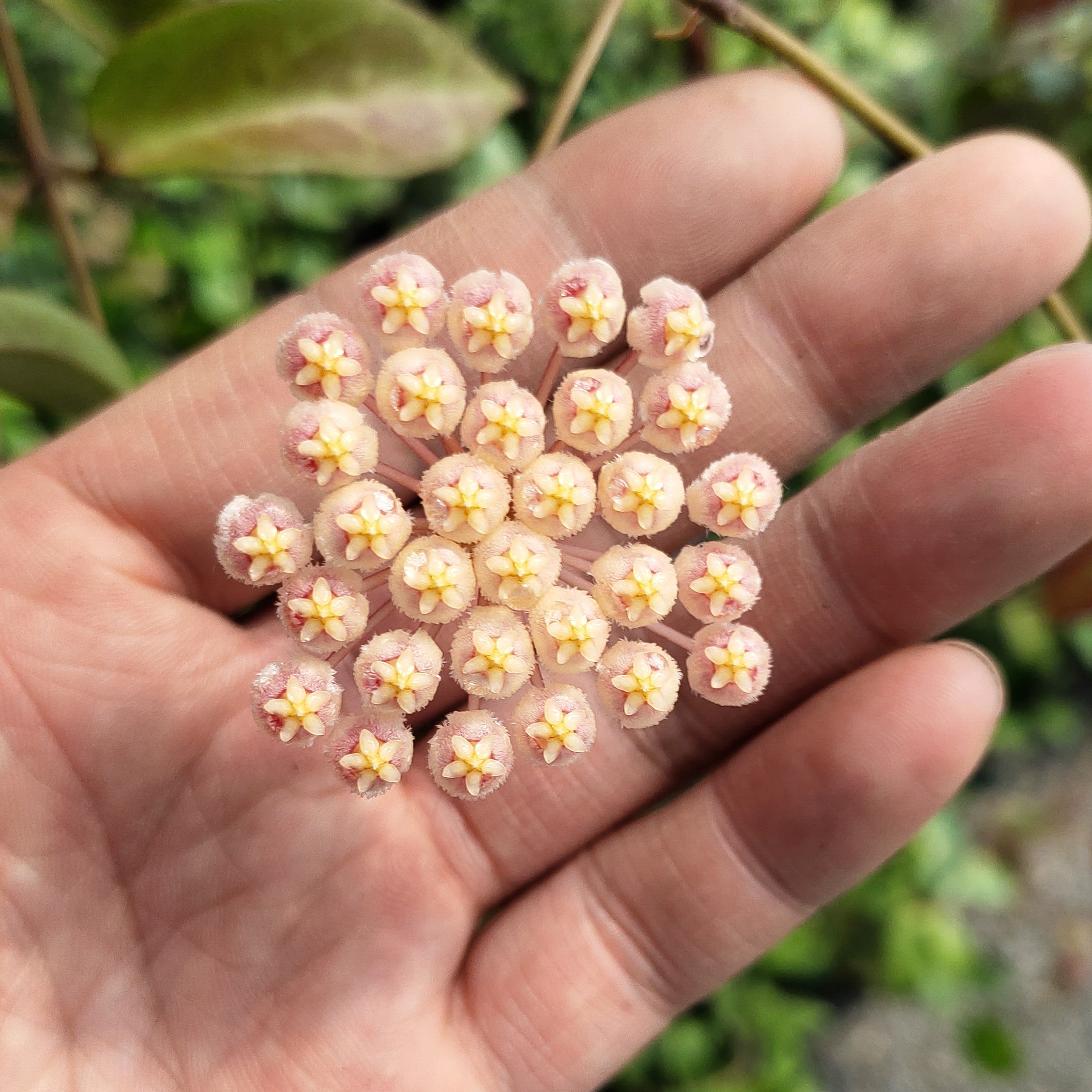 苏奈球兰垂吊绿植阳台办公室桌面客厅植物勤花花香净化空气趣味