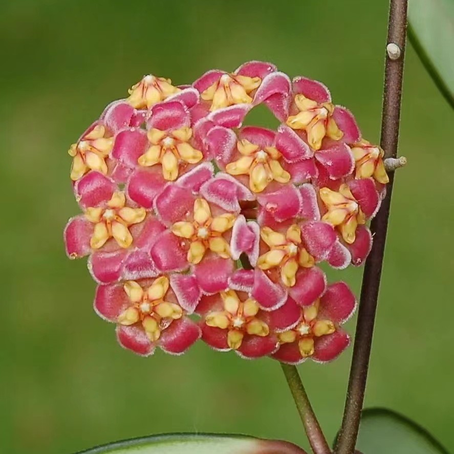戴维德球兰带酸奶味勤花容易爆花叶片漂亮分支性强株型美观开花