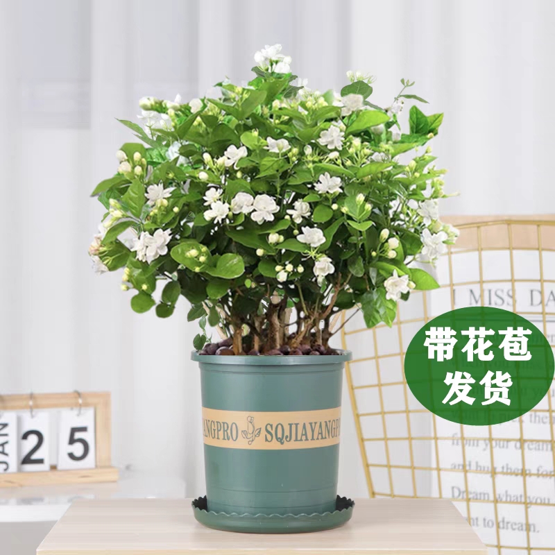 茉莉花苗盆栽带花苞花卉植物室内绿植浓香