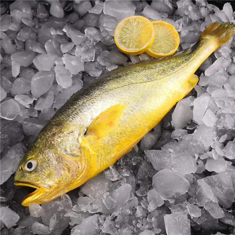 【阿儿直播专享】舟山海鲜新鲜速冻清蒸红烧 深海大黄鱼8两到1斤/条