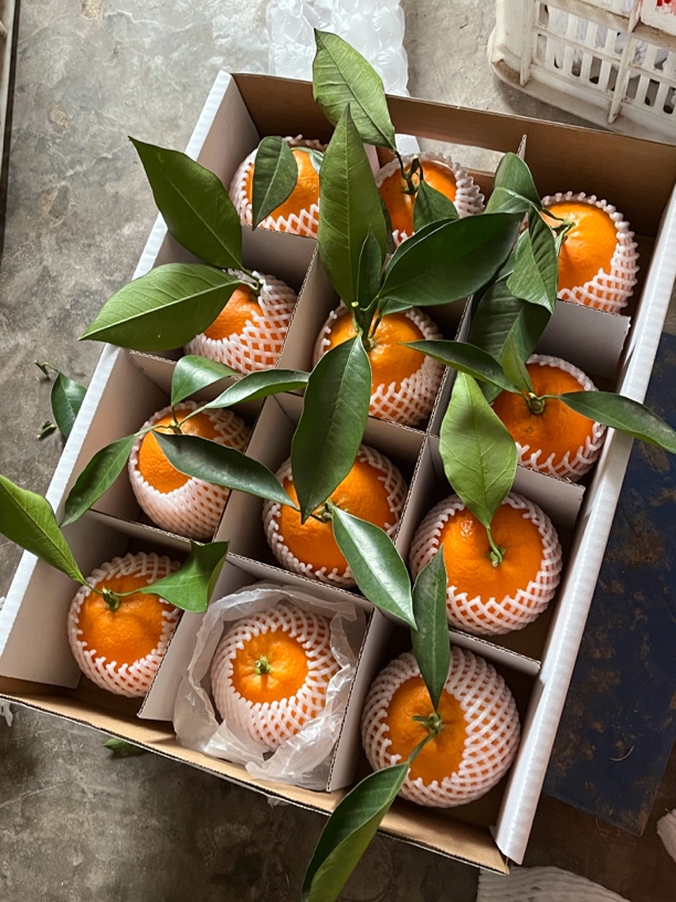 【礼盒装】头茬精选自家塔罗科万州玫瑰香橙皮原产意大利富含花青素