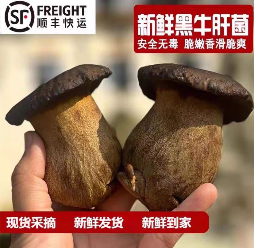 新鲜发货 新鲜菌牛肝菌野生牛肝菌