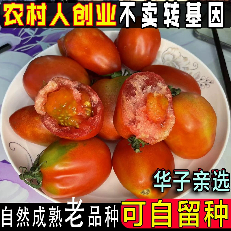 【坏了包赔】柿子原生态老品种西红柿自然成熟0激素药非转基因番茄