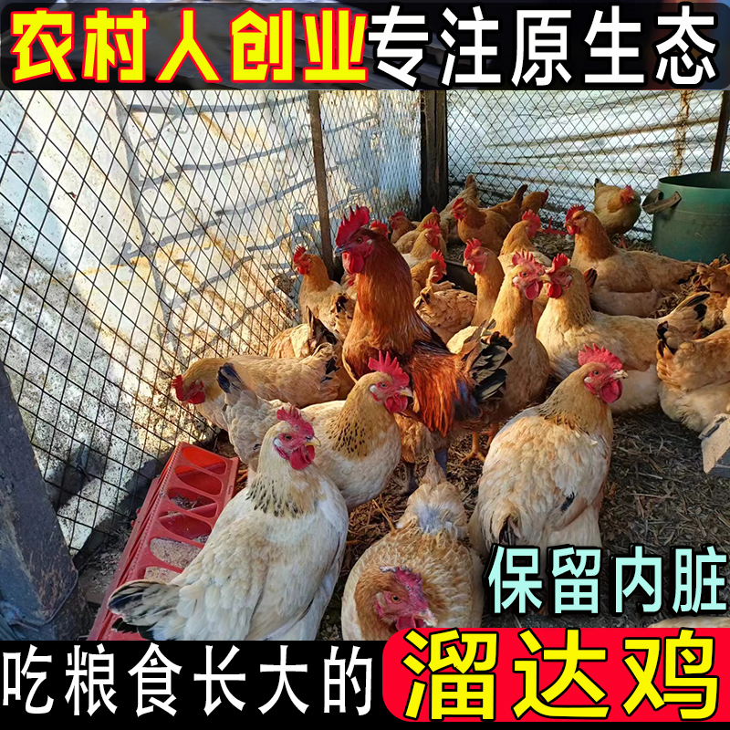 正宗粮食鸡散养小笨鸡大红公鸡白条鸡带内脏整只老品种麻鸡包邮