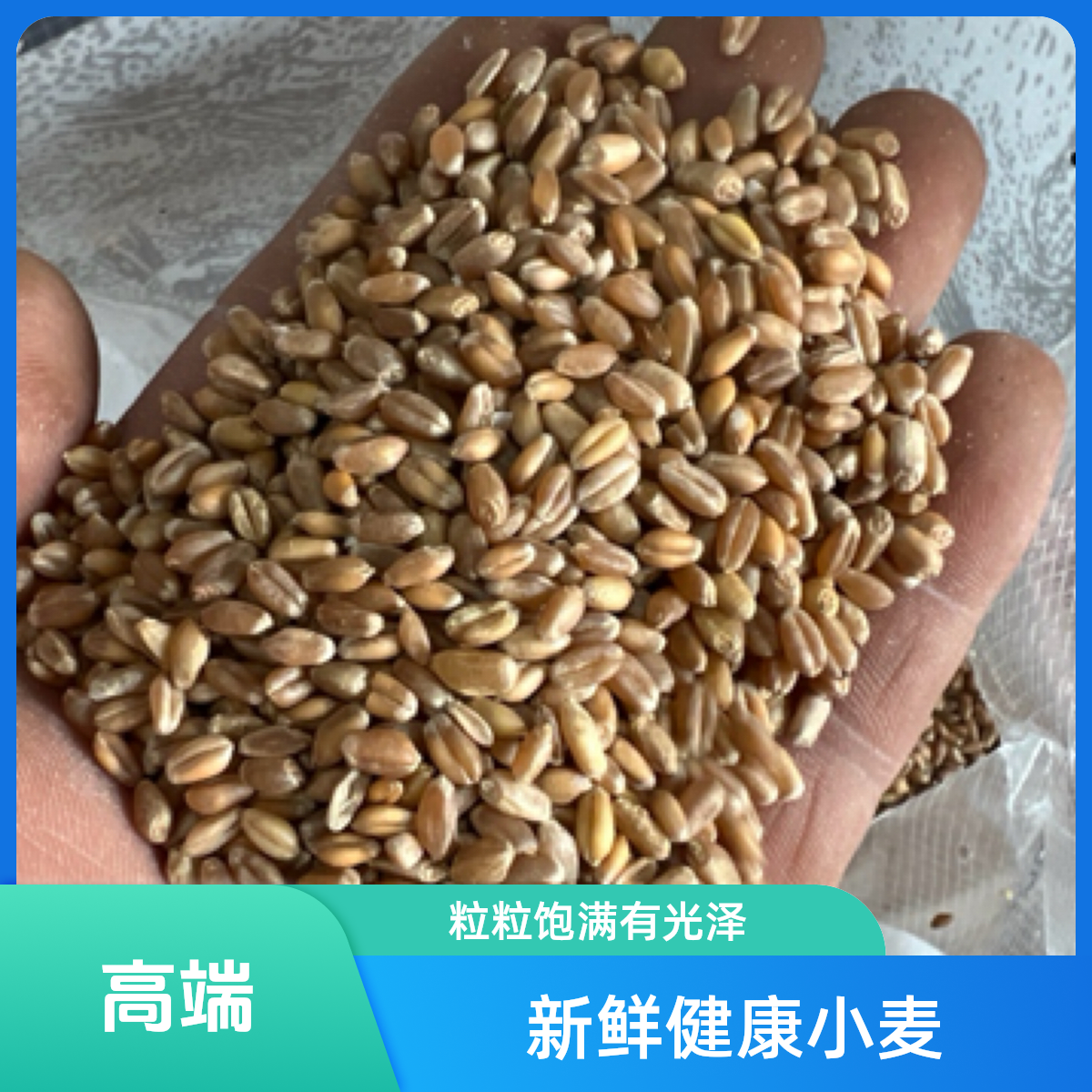 东北优质带皮小麦粒食用磨面麦芽糖红麦10斤包邮