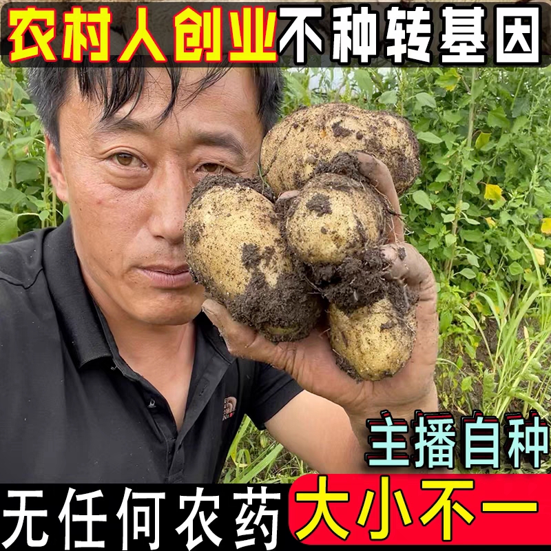 老品种小土豆5斤装有机肥料种植无膨大剂尤金土豆迷你土豆包邮