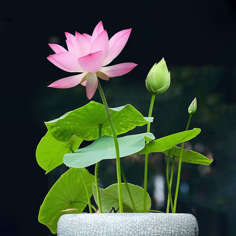 【碗莲种子】多色碗莲种子土水培莲花水养植物睡莲盆栽四季花卉简单