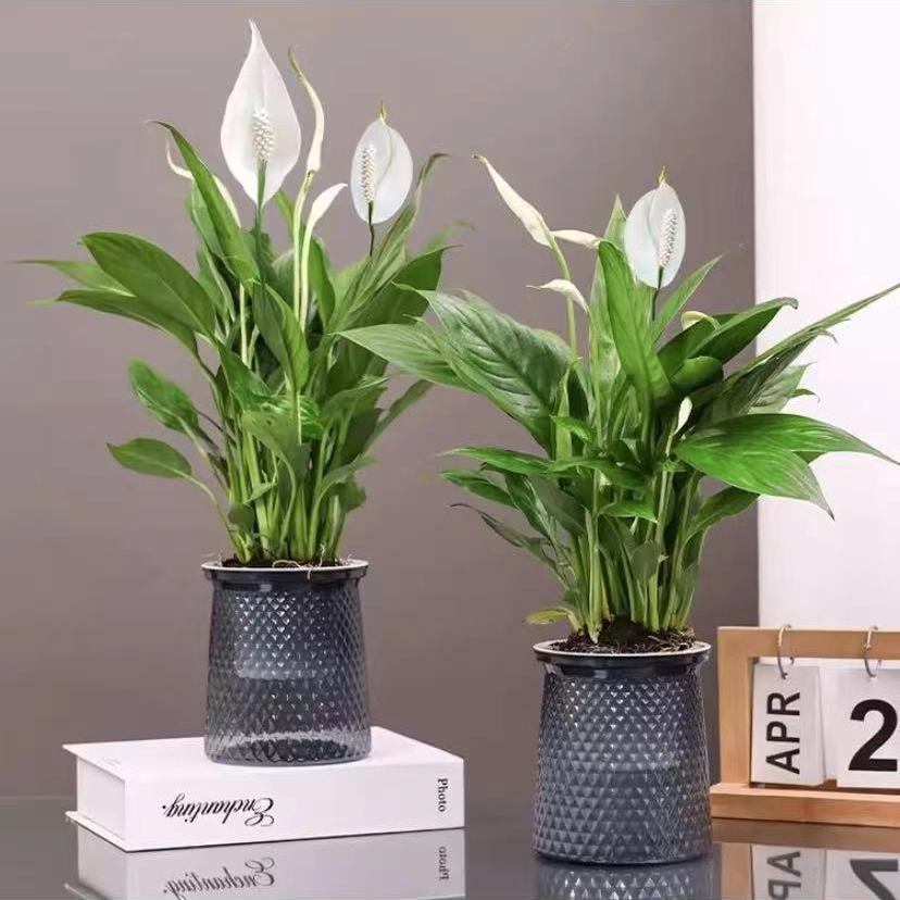 白掌水培水养一帆风顺盆栽植物室内绿植净化空气办公室除甲醛绿植