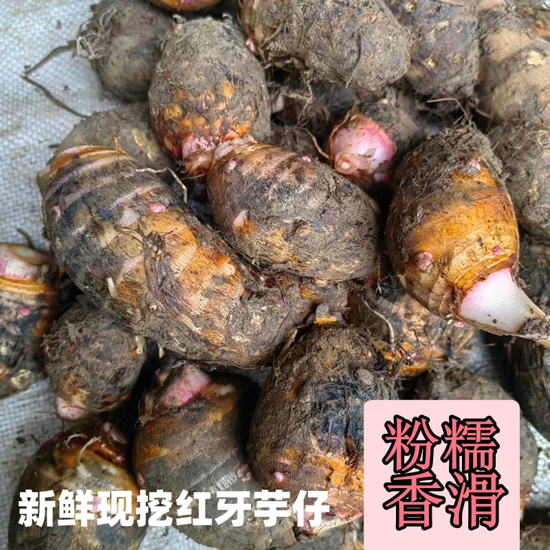 南雄现挖红牙芋头粤北韶关新鲜农家软糯小芋头仔农产品红梗芋艿