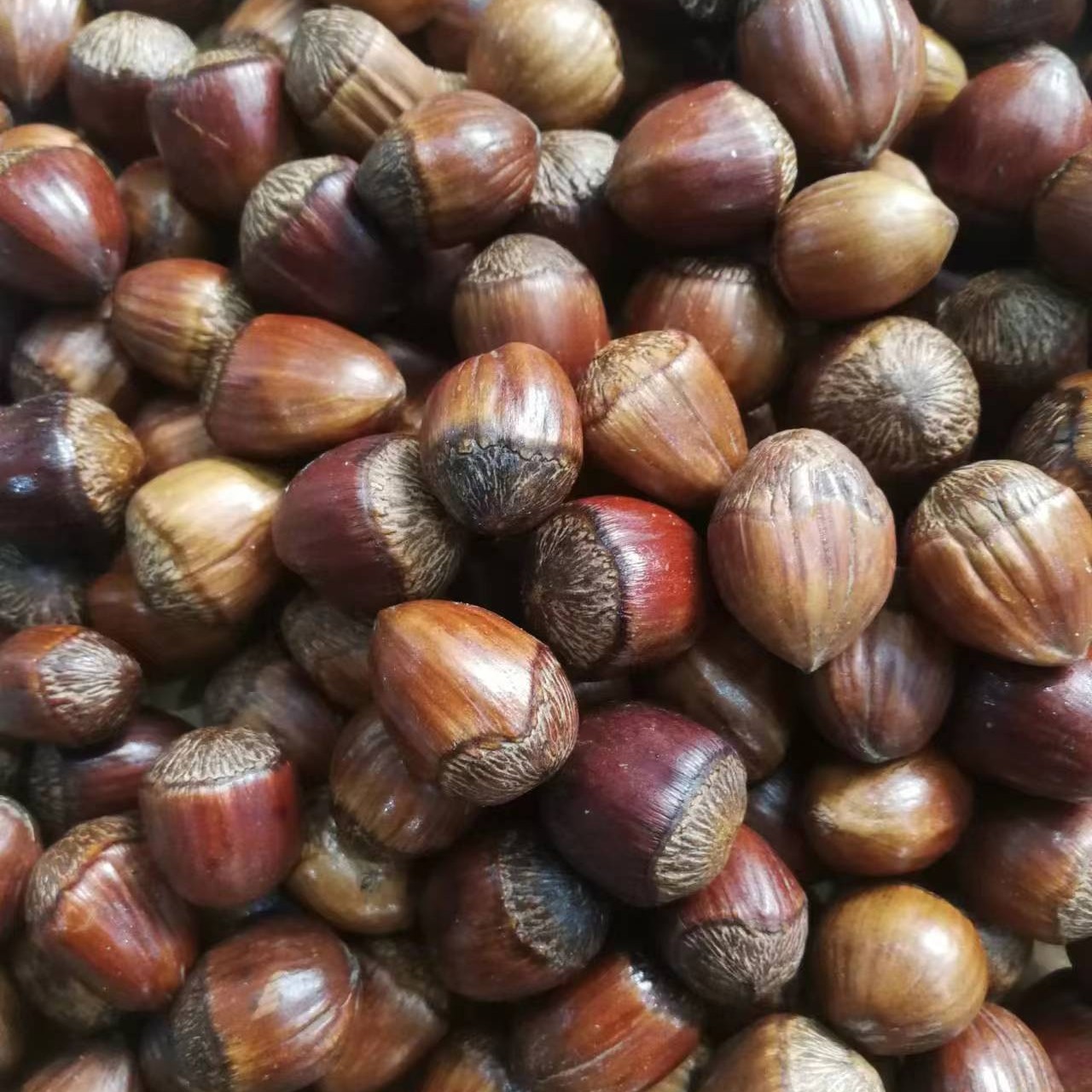 达维大果榛子4斤