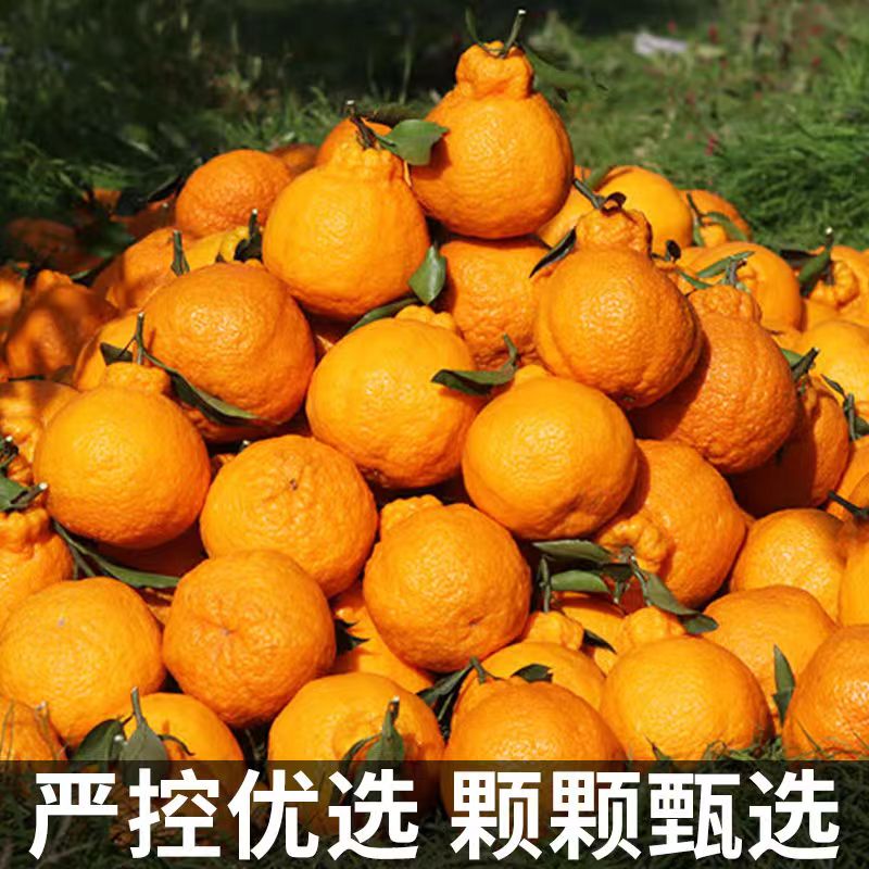 四川丑橘不知火丑八怪橘子1-9斤大果新鲜成熟春见耙耙柑柑橘多汁