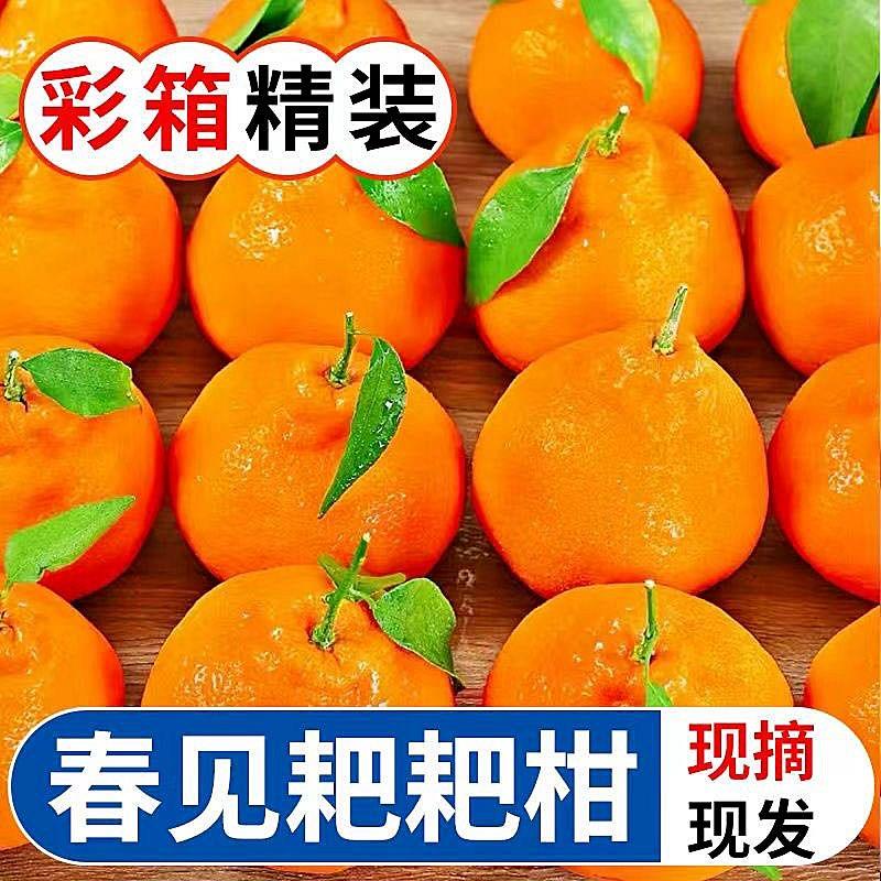 四川春见耙耙柑1-9斤新鲜当季水果不知火丑橘粒果饱满爆汁现摘发