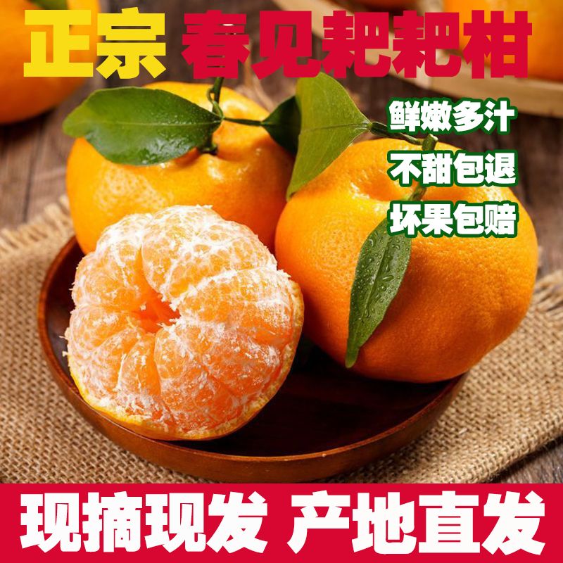 【现摘现发】正宗四川春见耙耙柑1-9斤新鲜桔子水果当季丑橘子多汁