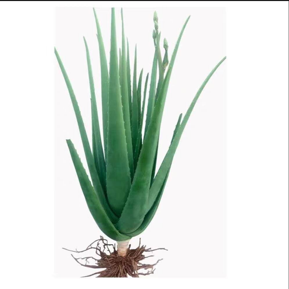 7-8斤芦荟一颗食用可吃芦荟苗盆栽多肉植物美容食用室内外花卉