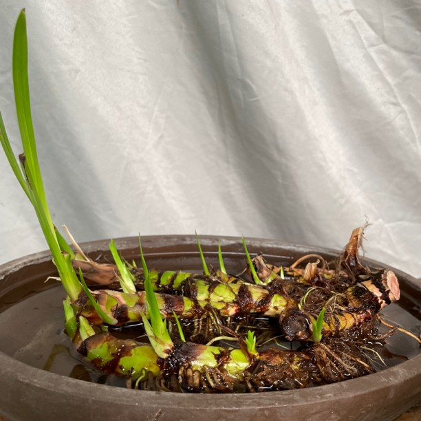 盆景之源菖蒲、石菖蒲
