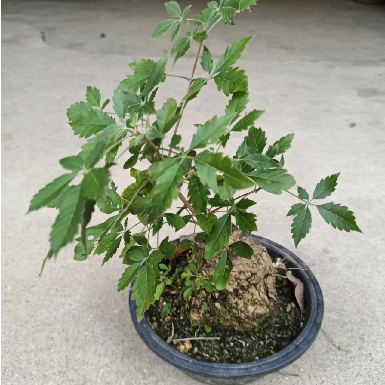 黄荆盆景之源花园观赏