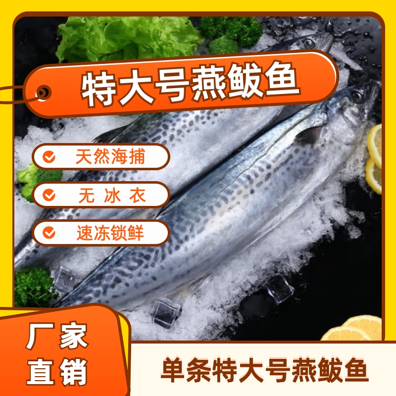 丛漪【单条特大号】渤海湾鲜冻特大号燕鲅鱼蓝点马鲛鱼无冰衣不破肚