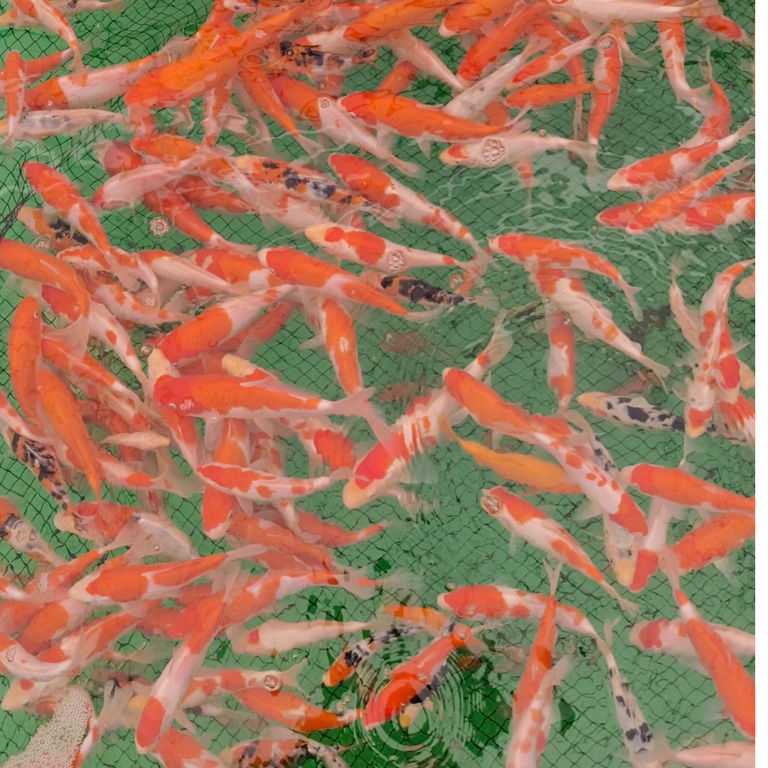 红白昭和一选锦鲤小苗