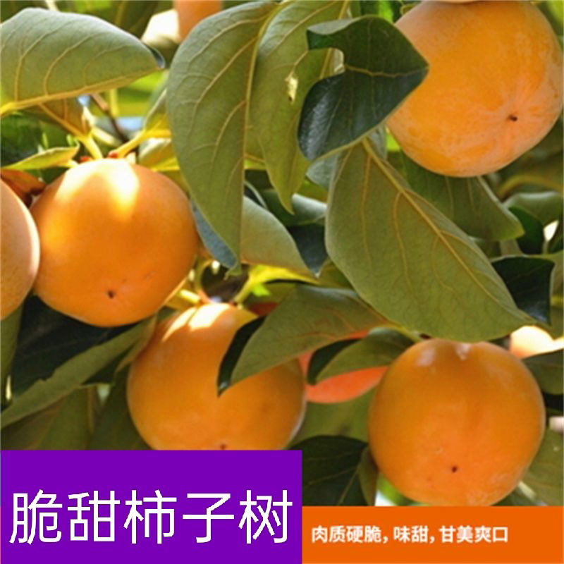 脆甜柿子树苗南北方栽种阳台庭院地栽盆栽苗