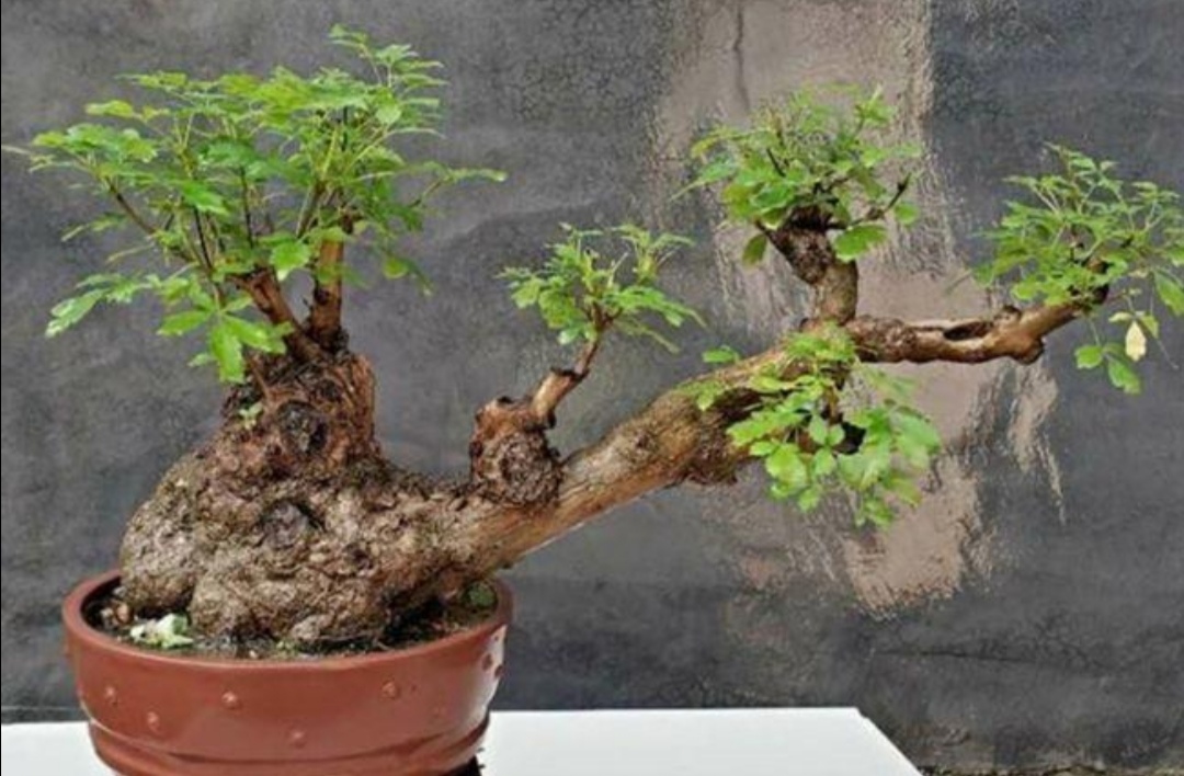 黄荆盆景  一拍一得