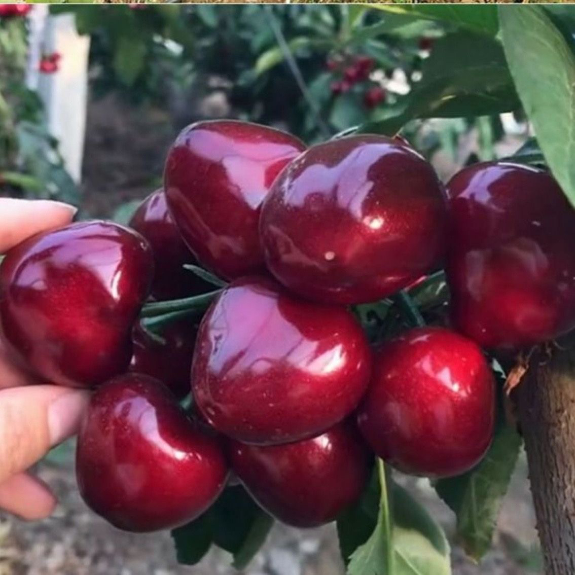 正宗特大车厘子矮化嫁接樱桃树苗南北方盆栽地栽种植当年结果树木