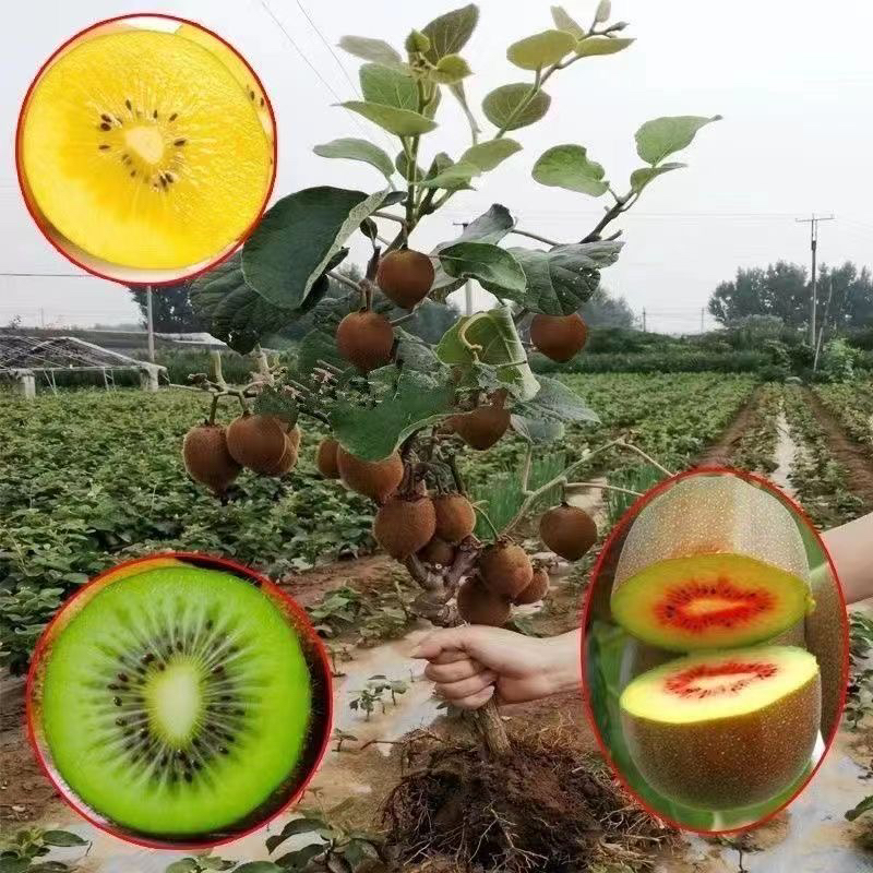 正宗猕猴桃树苗公母同株带土盆栽地栽南北方耐寒当年结果树苗大全