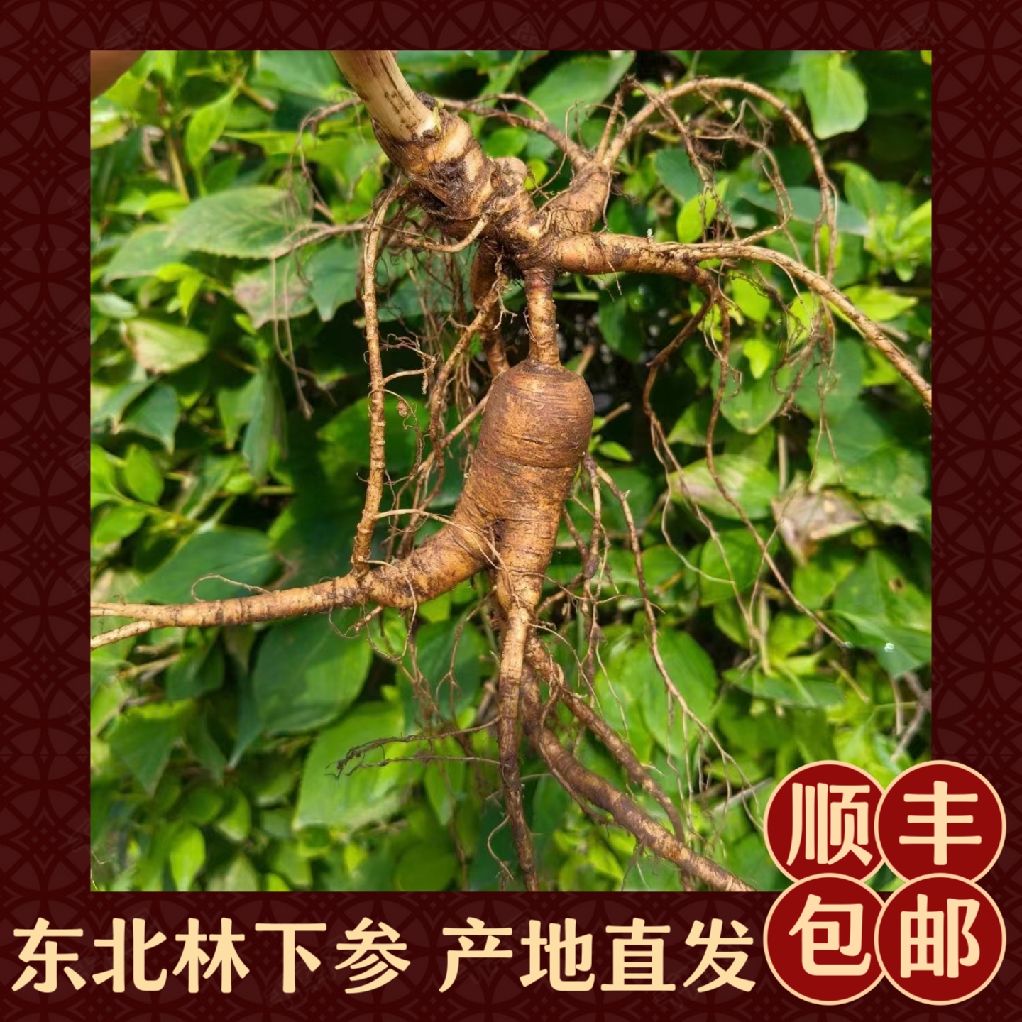 【大可专属】东北长白山林下参鲜野山参人参滋补直播专属