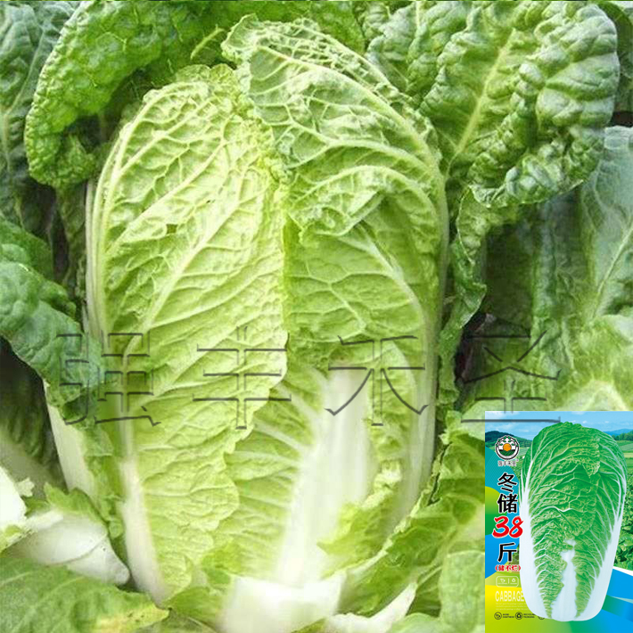冬储三八斤秋冬种子叶多多大白菜种子火锅菜特大白菜山东蔬菜商品图
