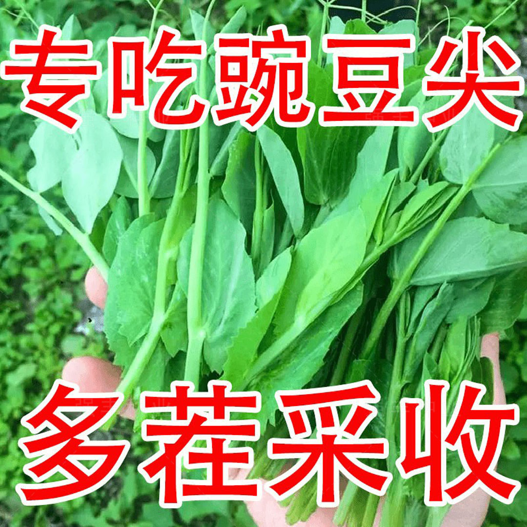 无须豌豆苗种子豌豆尖种子四季易种阳台盆栽芽苗菜秋冬季蔬菜种子