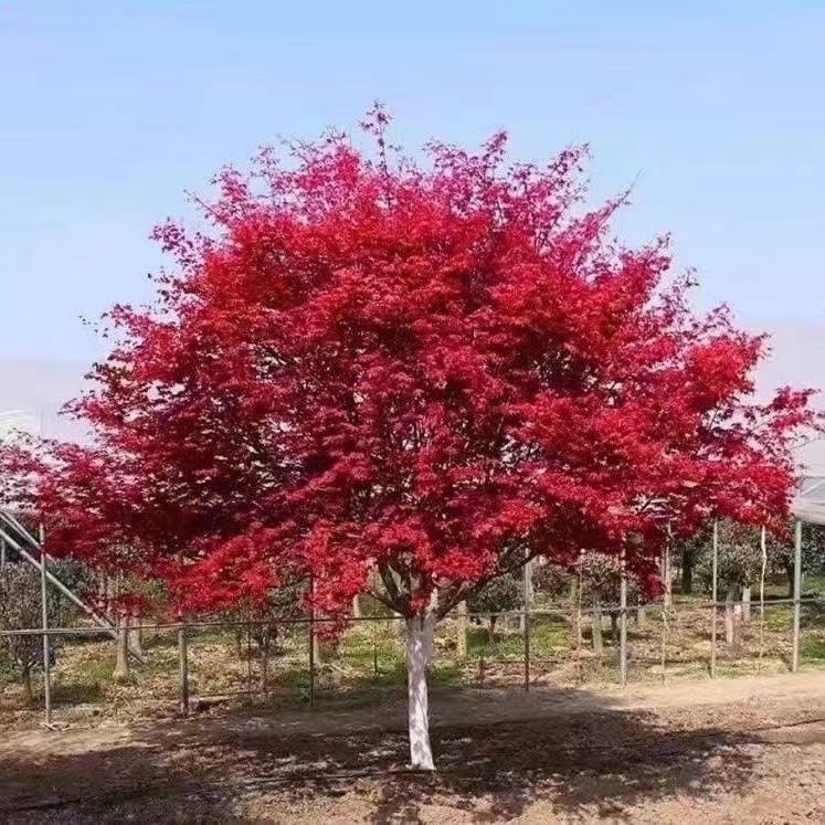 红枫盆栽地栽庭院植物
