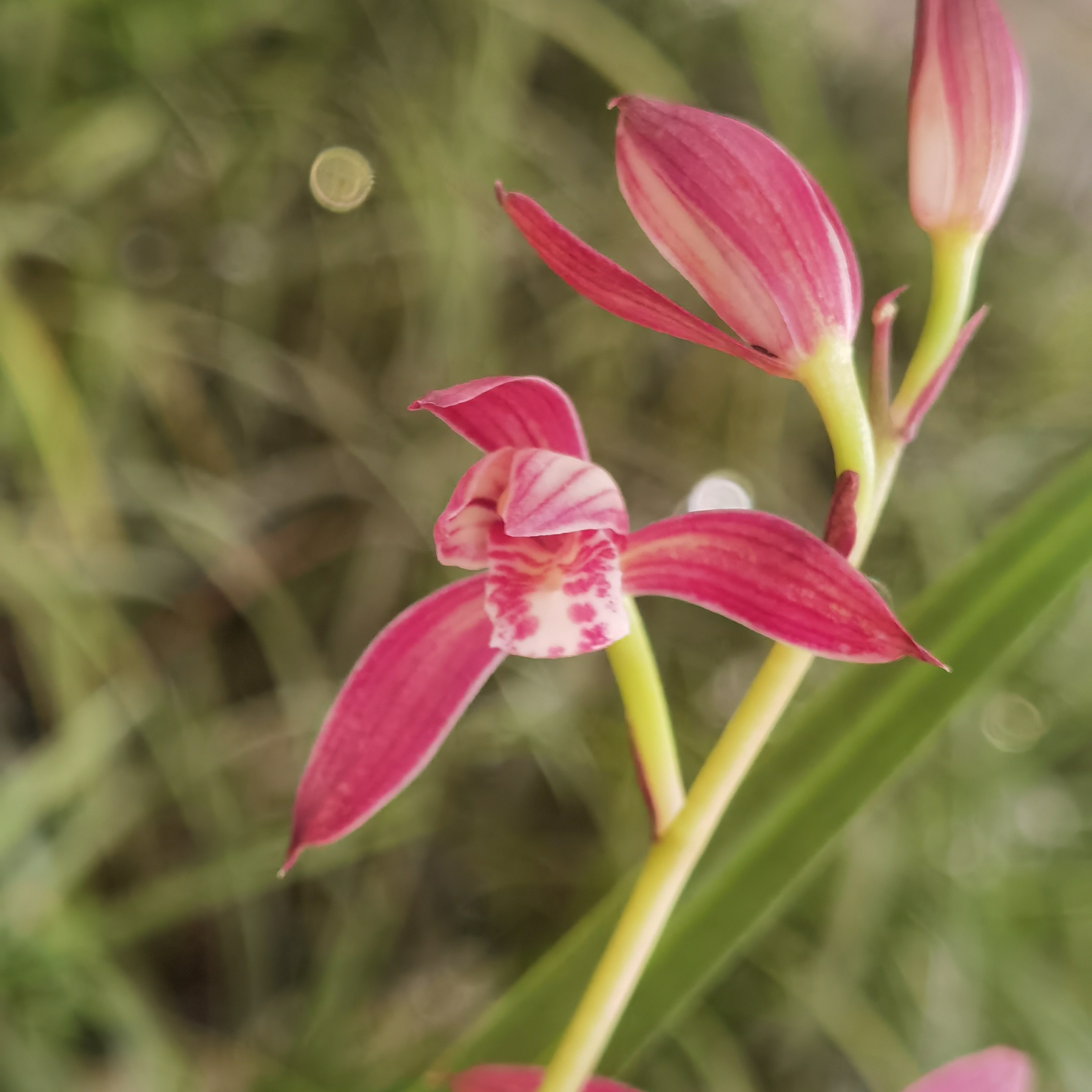国兰，新号开播大放漏欢迎光临