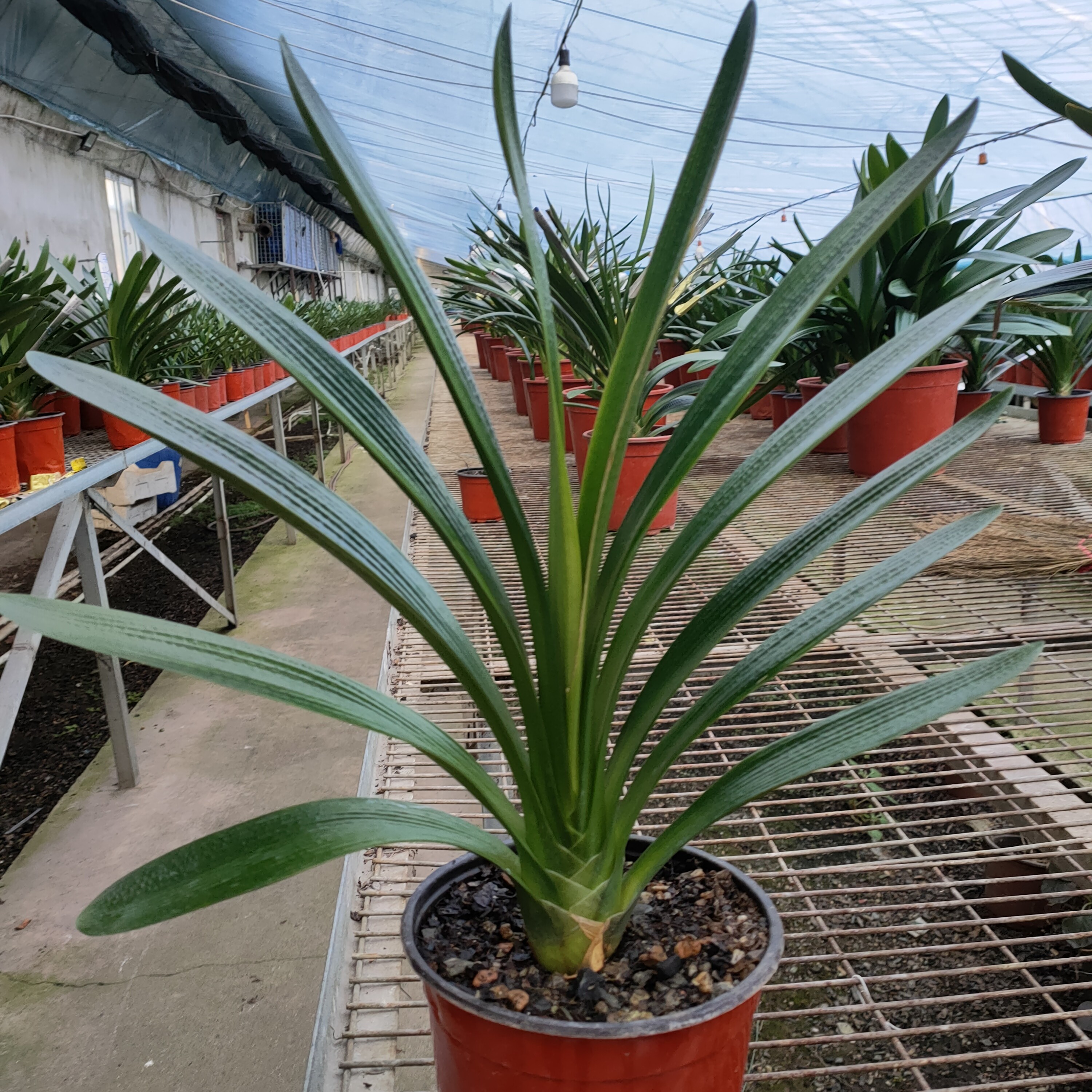 精品君子兰大苗盆栽客厅阳台绿植观赏植物