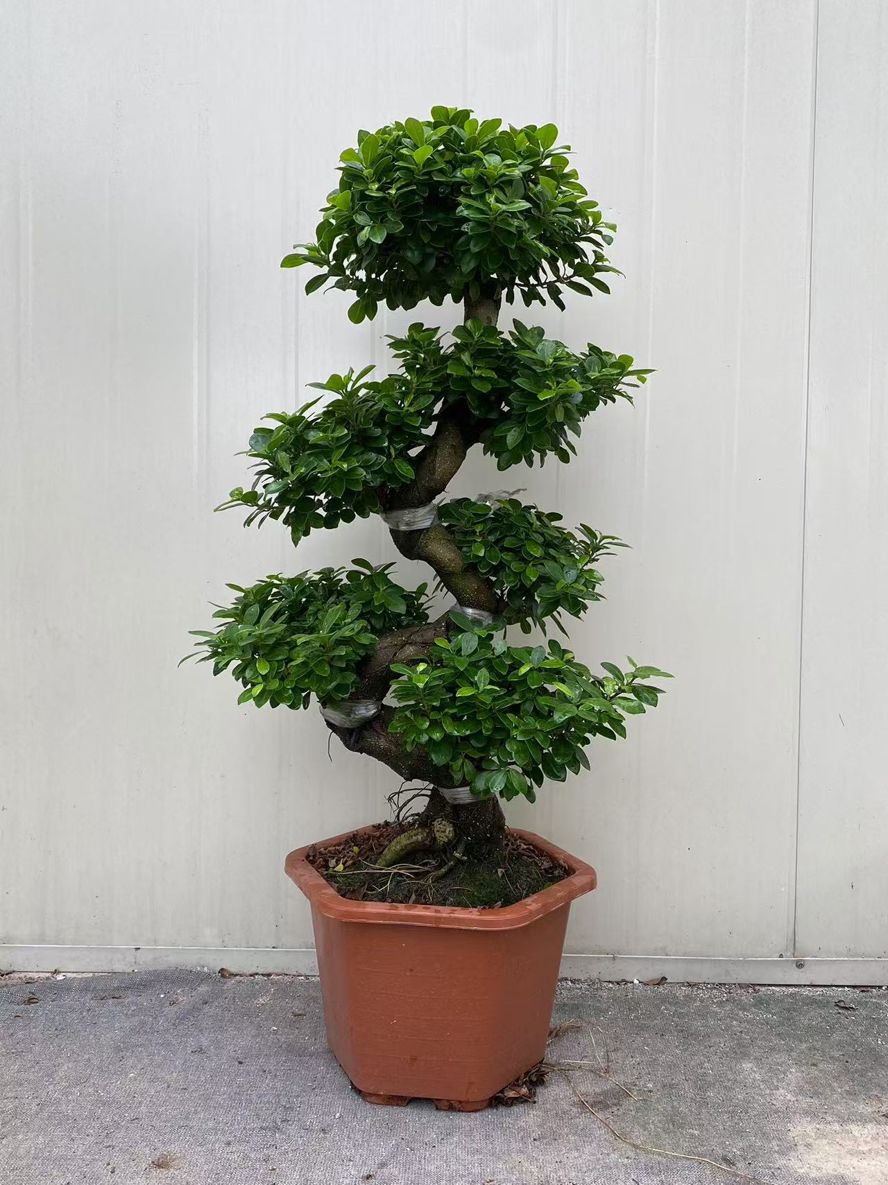 金钱榕树S型含盆高在85～90cm四季常青（基地塑料盆破不包损）