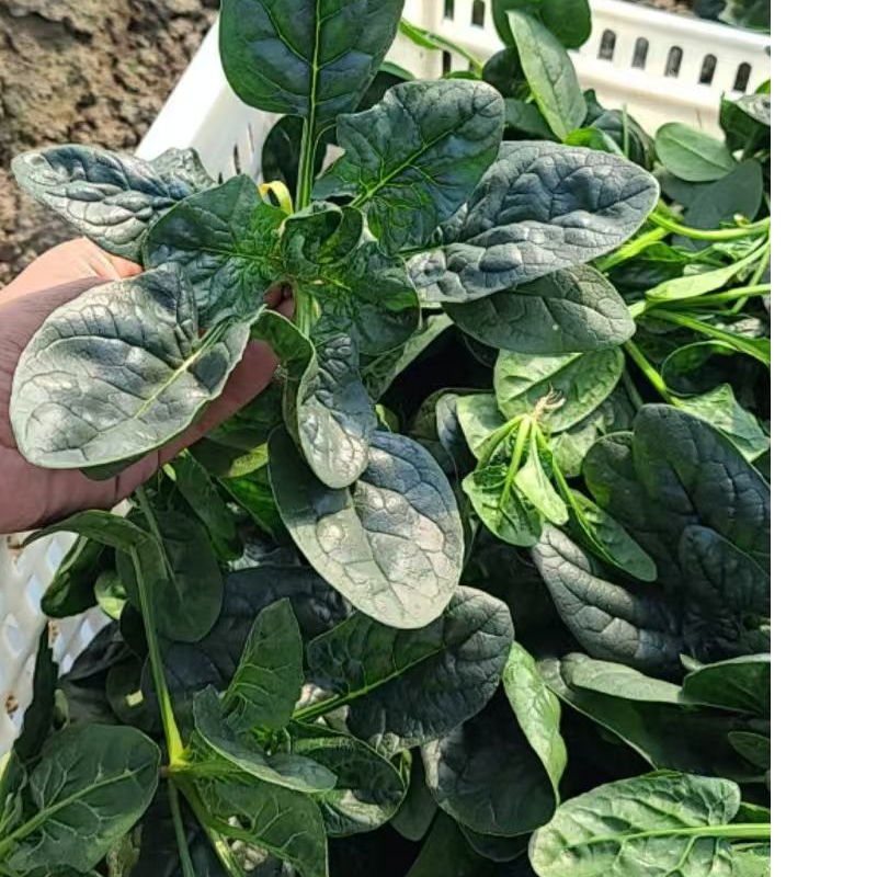 AAA河南露天霜打趴地矮杆红跟圆叶菠菜香菜