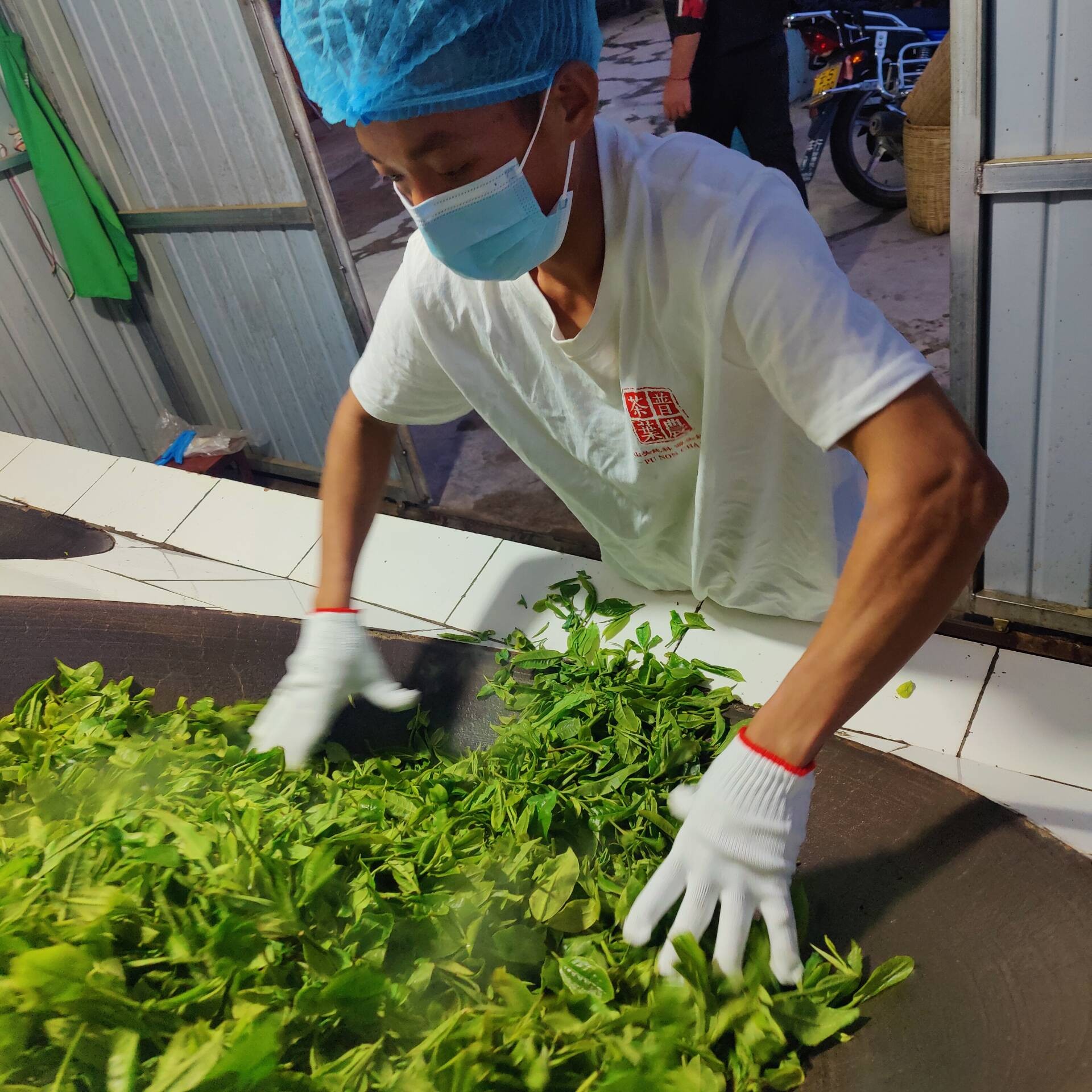 2025春【本山单株】100克  普洱茶 散茶