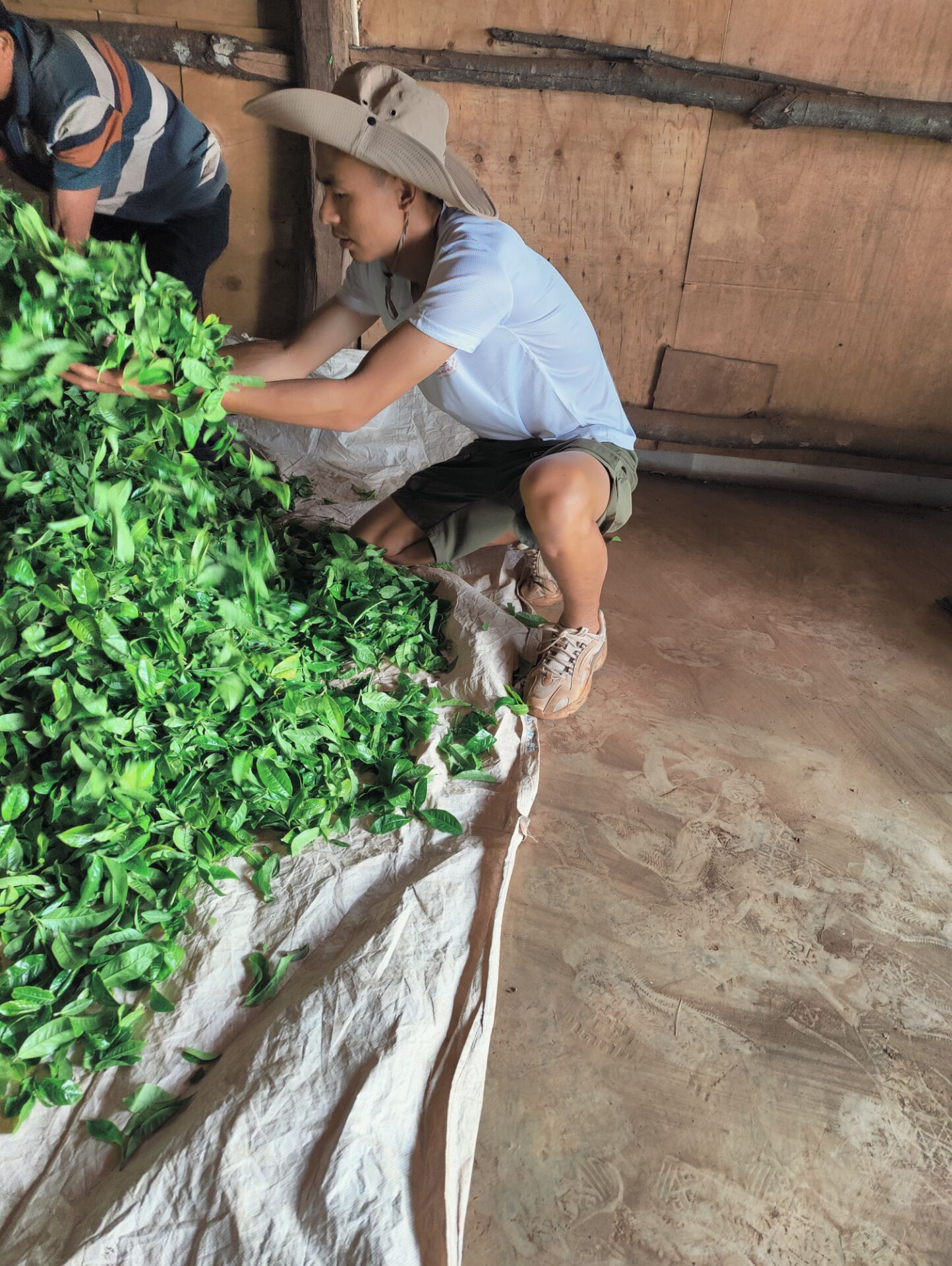 2025春【小户赛哆依树】200克 普洱茶 散茶