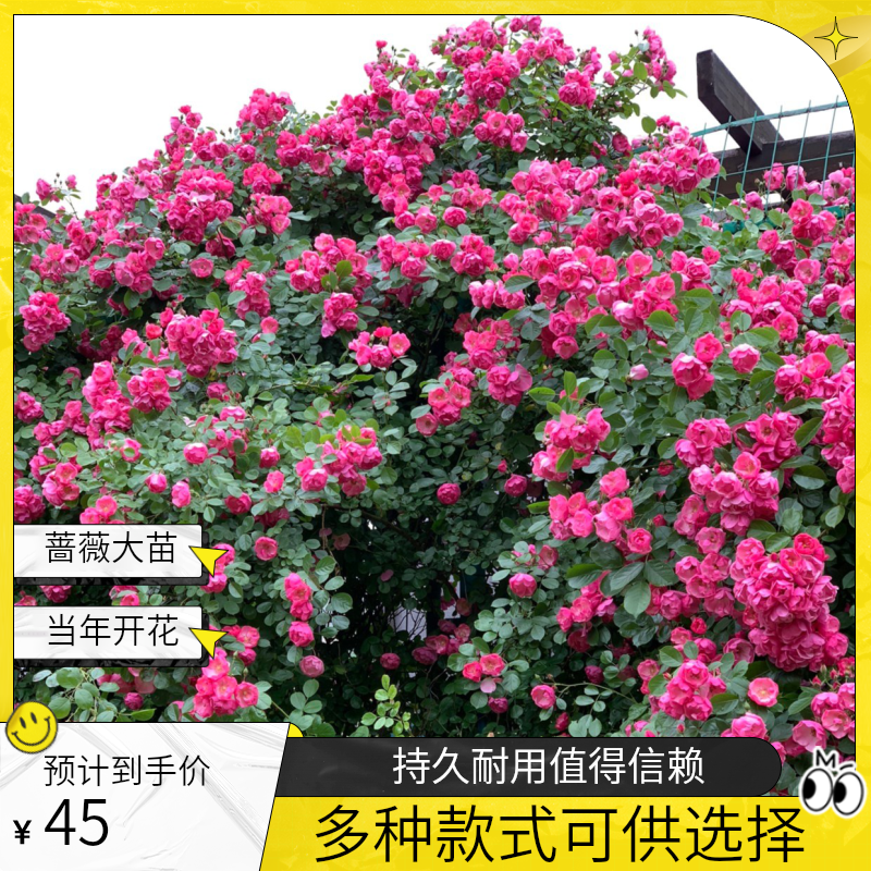 安吉拉蔷薇大苗当年开花花量大容易养护抗病能力强庭院别墅种植
