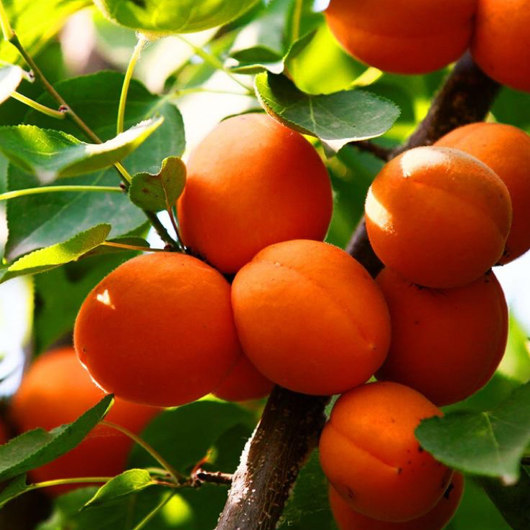 杏树盆栽地栽即可