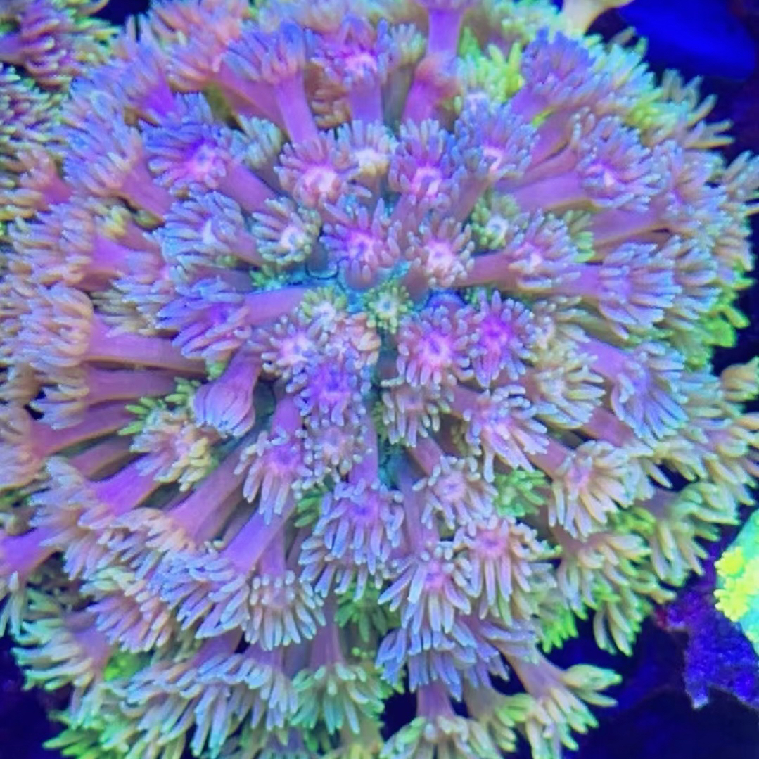 （珊海经朵朵）海缸海葵珊瑚活体直播间海缸闪千手珊瑚