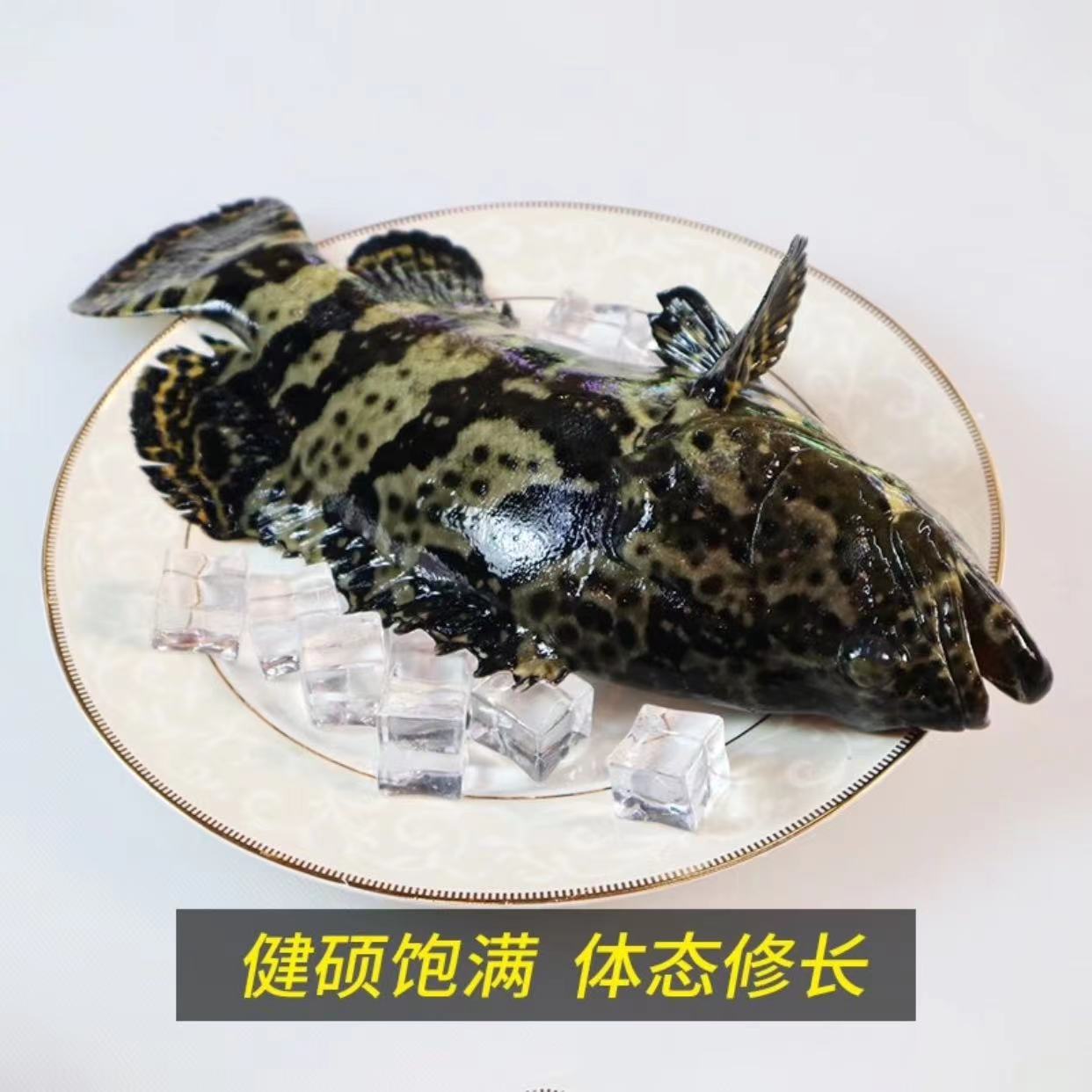 1.6斤-1.8斤/条 深海龙胆珍珠石斑鱼3条5斤 鲜活速冻锁鲜顺丰发货